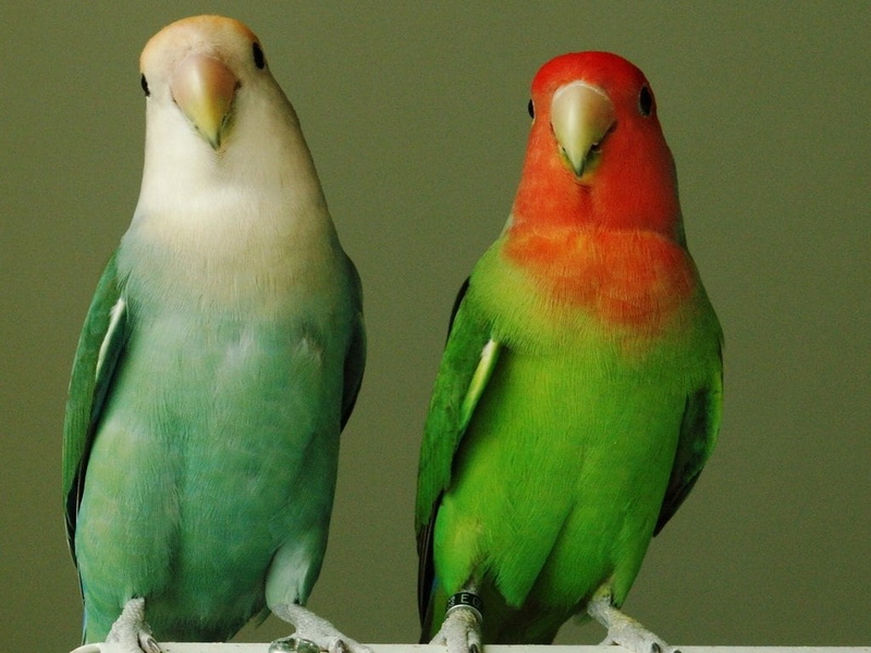 Animals, green, animal, full length, togetherness, outdoors, parrot, beak, Birds, animal wildlife, 480P, group of animals, vertebrate, animal family, parakeet