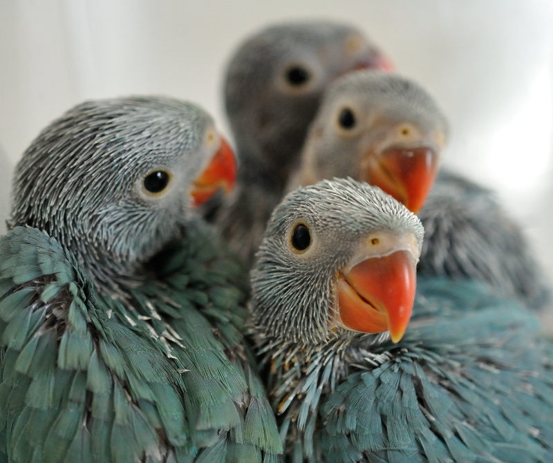 28 days, photo, selective focus, nature, focus, feather, Bird, 2K, old, Ringneck, beak, Ringnecks, Parrot, Baby Blue, Nikon  D5000, selective, chicks