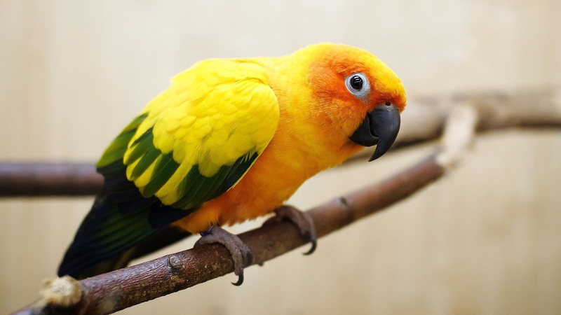 orange Color, vertebrate, beauty In Nature, branch, day, focus on foreground, color, vibrant Color, animal, cute, zoo, color Image, multi Colored, looking