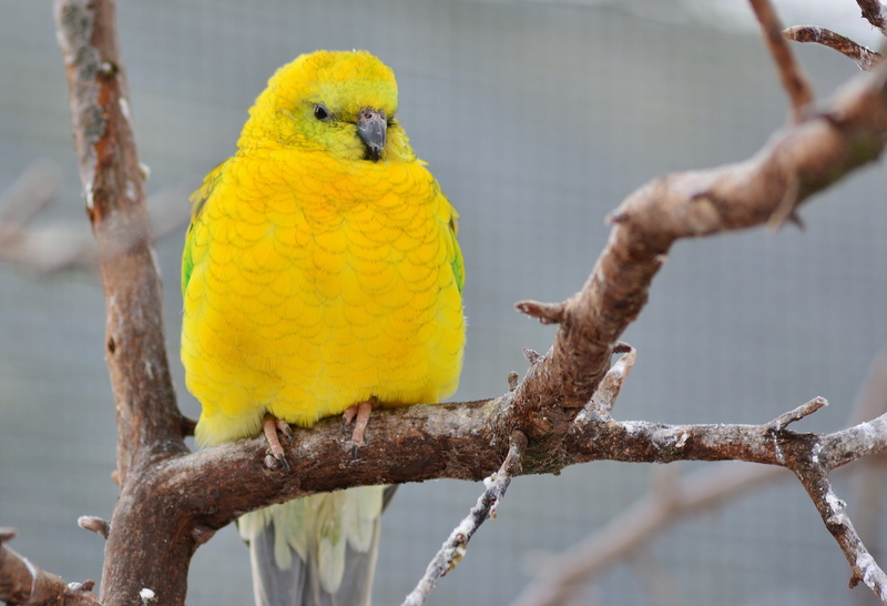 animal themes, 4K, nature, outdoors, plant, parakeet, animal wildlife, focus on foreground, tree, one animal, branch, perching, parrot, animal, yellow