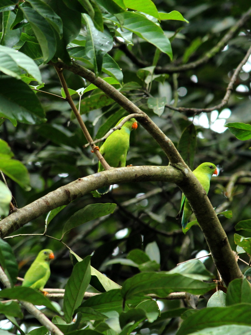 day, rambutan, bird, feather, parrot, cute, fluffy, perched, plant part, hanging, beauty in nature, animal wildlife, no people, plant, kerala, low angle view