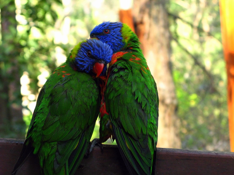 vertebrate, beauty in nature, tree, couple, focus on foreground, perching, parrots, parrot, outdoors, animals in the wild, group of animals, close-up, day