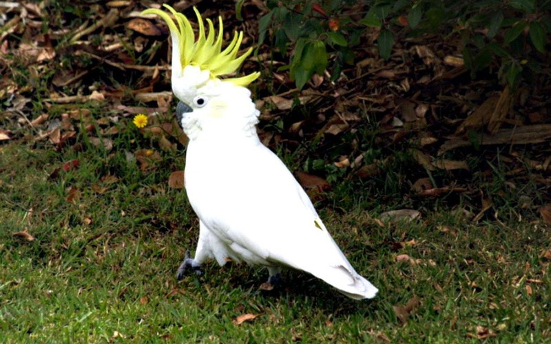parrot, cockatoo, tropical, 1080P, bird