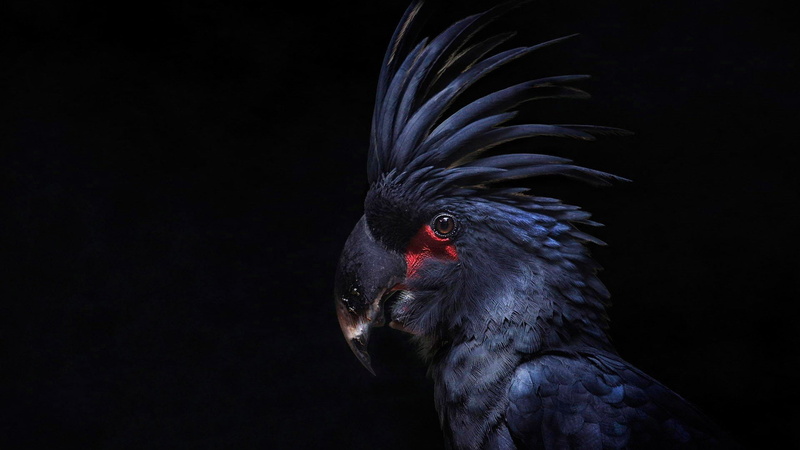 Palm Cockatoo, 1080P, Birds