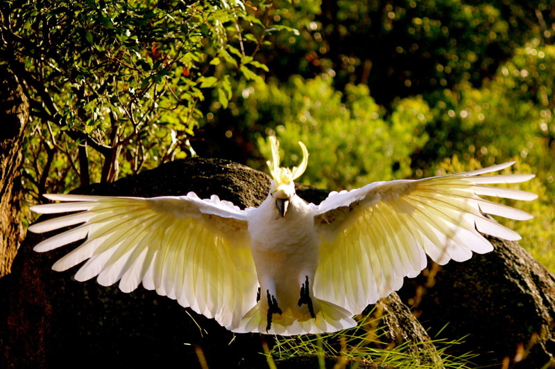 crested, nature, birds, yellow, animals, cockatoo, amazing, trees, 1080P