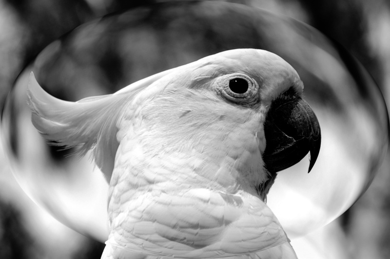 animal head, cockatoo, white, wildlife, 2K, vertebrate, animal body part, beauty in nature, wild, bird of prey, animal, day, photography, focus on foreground