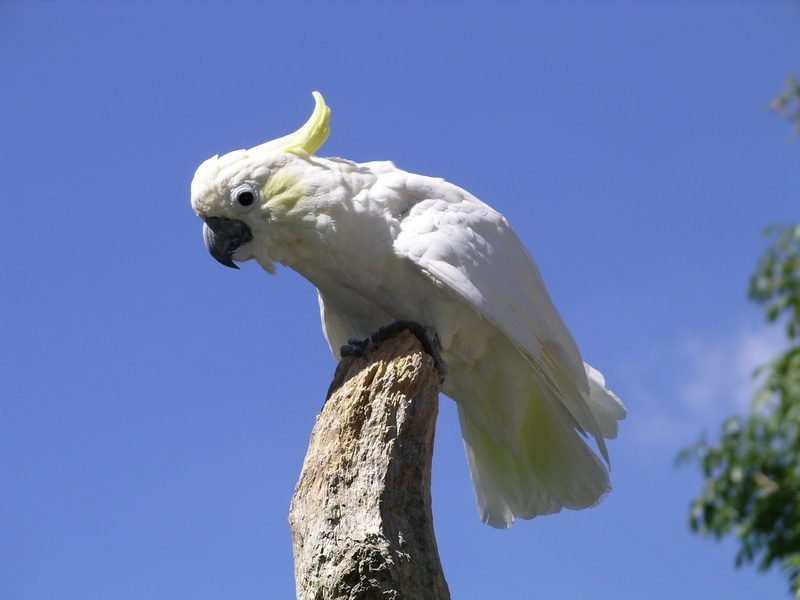 parrot, 2K, 13 jpg, cockatoo, tropical, bird