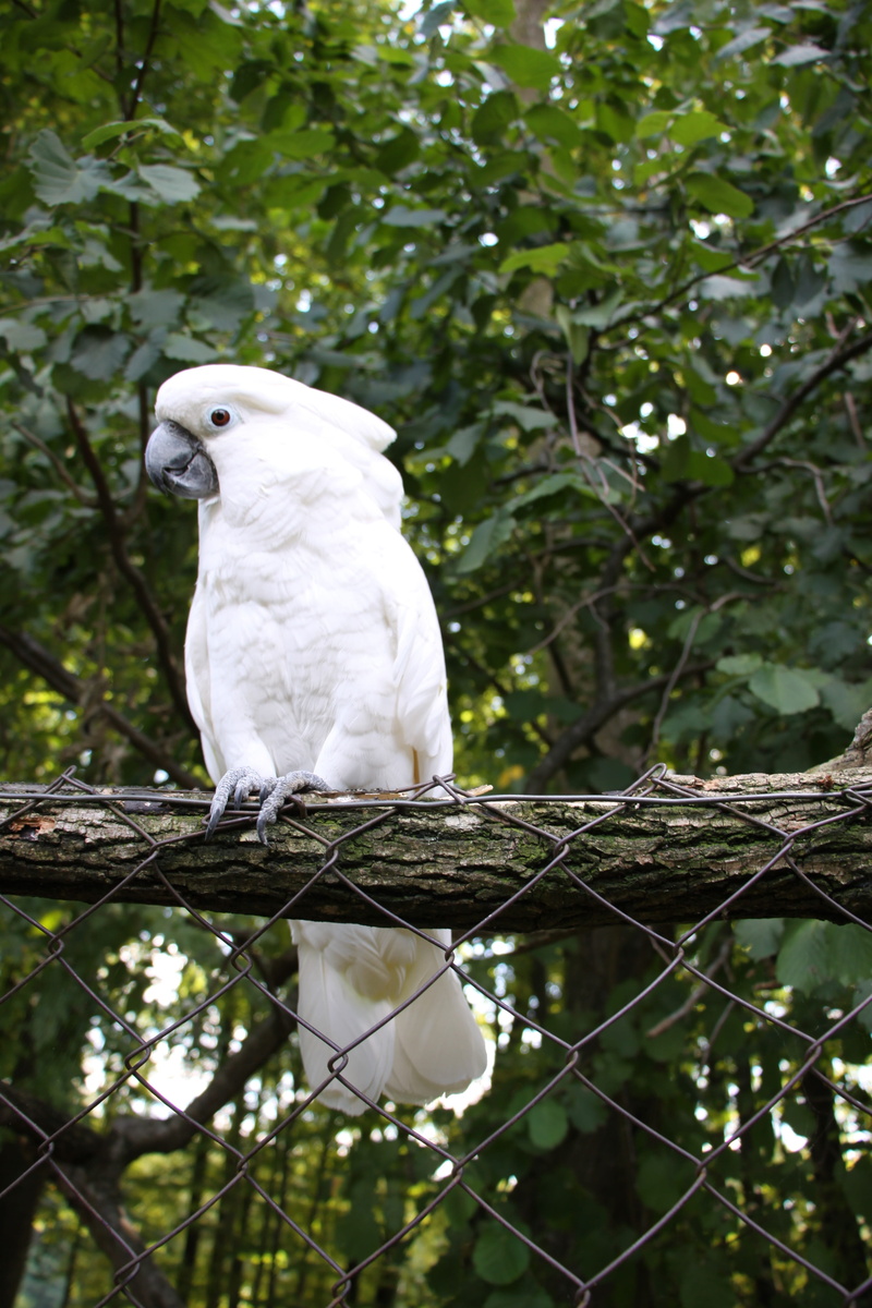 perching, animal themes, vertebrate, white color, low angle view, plant, cockatoo, parot, parrot, tree, one animal, parrots, kakadu, outdoors, animal, animal wildlife