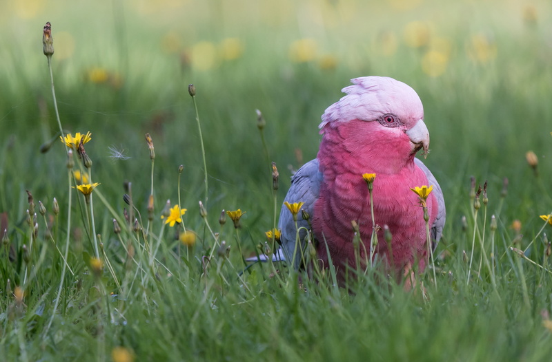 Pink cockatoo, 4K, bokeh, parrot, bird, grass, flowers