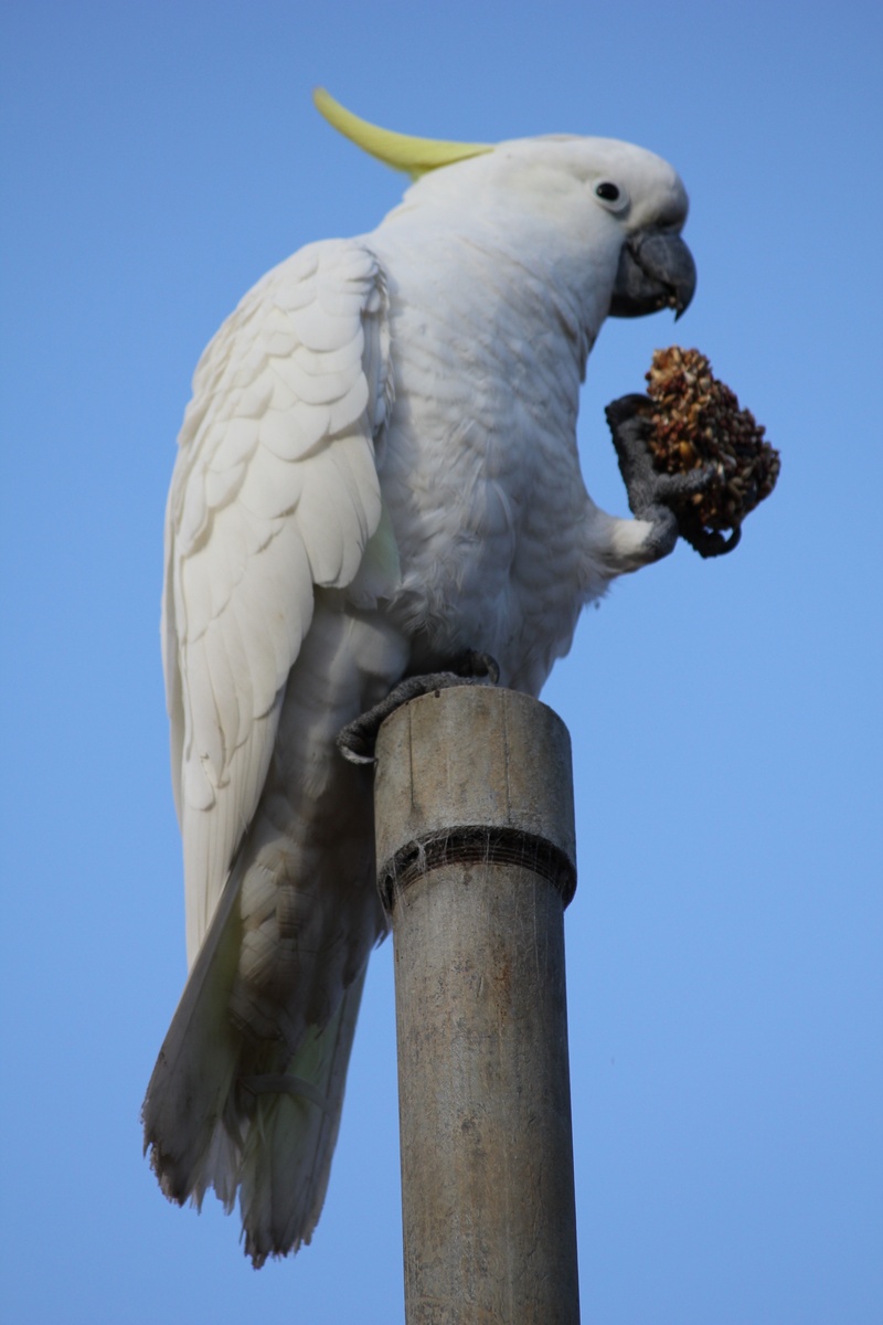 clear sky, wooden post, outdoors, beak, one animal, parrot, animal themes, blue, bird, sky, animal, close-up, cockatoo, animal wildlife, nature, animals in the wild