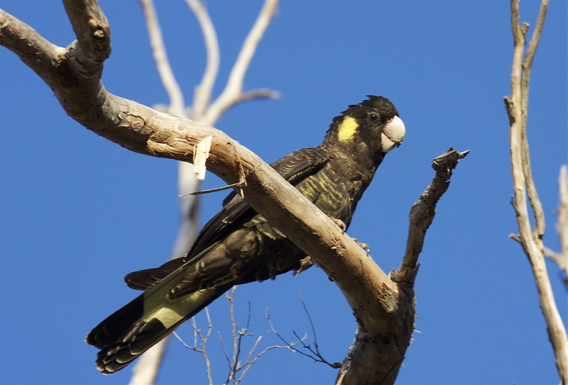 bird, parrot, tropical, cockatoo, 2K