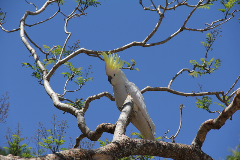 cockatoo, 5K, tropical, parrot, bird