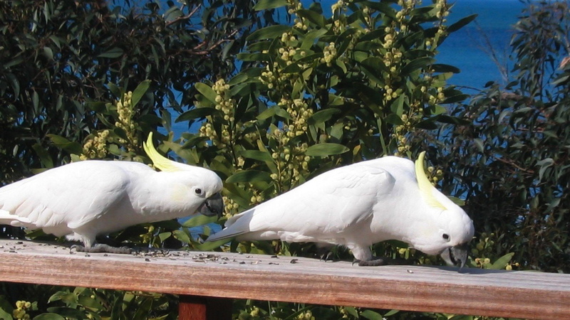 parrot, cockatoo, bird, 1080P, tropical