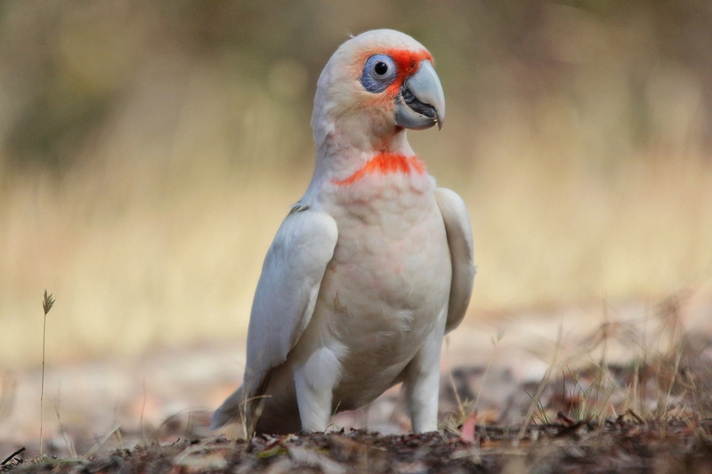 Bird, Australia, Long-Billed Corella, Birds, Cockatoo, 1080P, Parrot