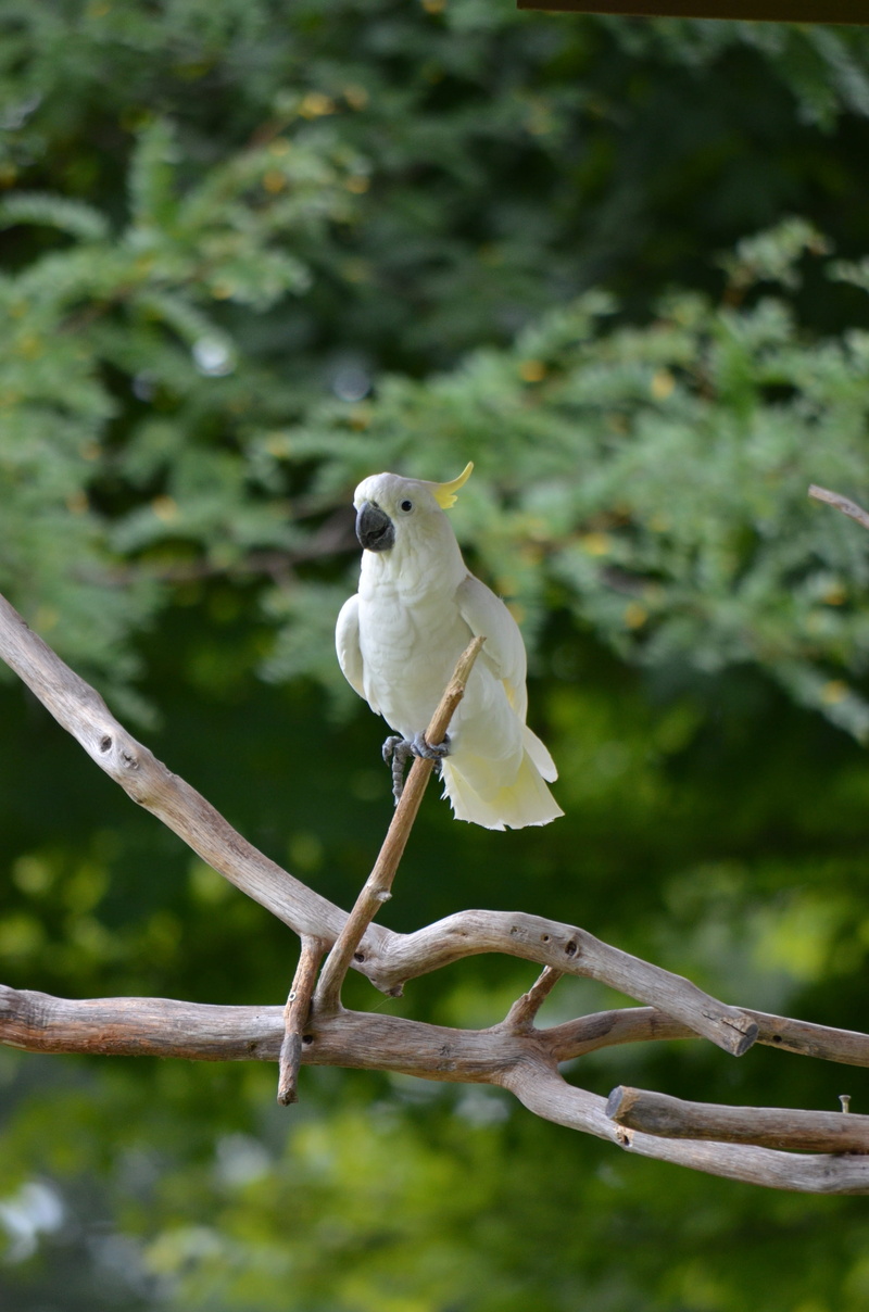 wildlife, perching, nature, full length, white color, wild, outdoors, jungle, tropical, white, perch, day, animal wildlife, beak, cockatoo, animals in the wild