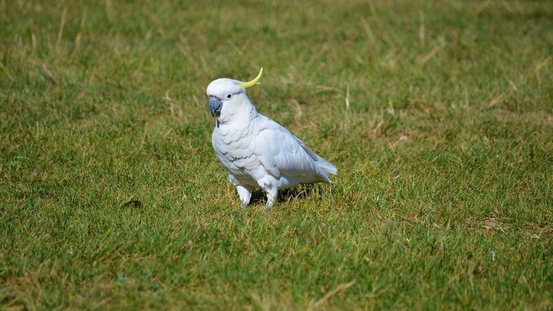 Birds, Sulphur-crested Cockatoo, Grass, Depth Of Field, Cockatoo, 1080P, Bird