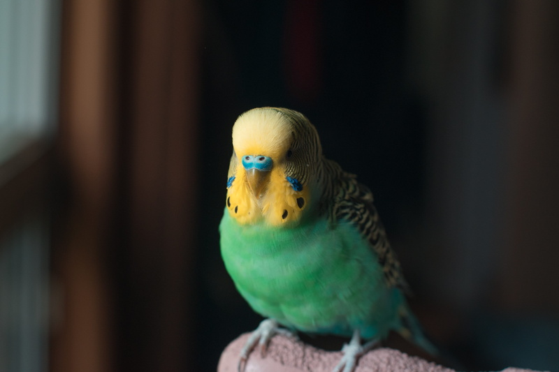 eating, close-up, animal themes, 5K, indoors, beak, one animal, plant, yellow, animals in captivity, vertebrate, bar, green color, perching, fowl, focus on foreground
