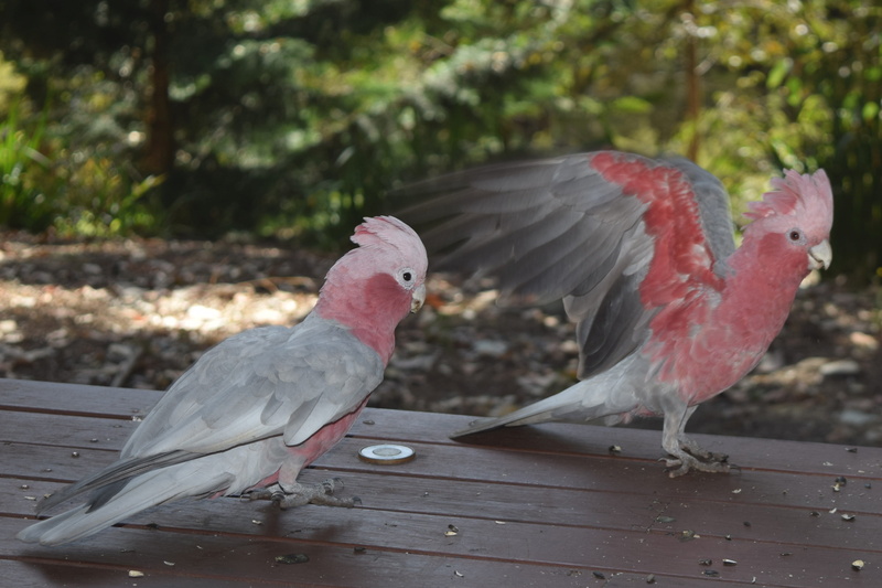 4K, outdoors, focus on foreground, animals in the wild, parakeet, pigeon, nature, perching, beak, animal themes, vertebrate, cockatoo, no people, bird
