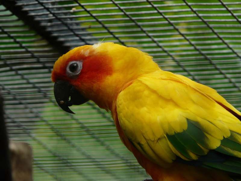 plumage, parrot, cage, sun parakeet, side view, colorful, animal body part, parakeet, vertebrate, color, aratinga solstitialis, day, south american parrot