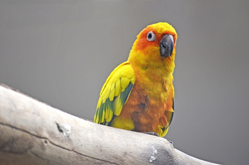 multi colored, no people, close-up, one animal, colorful, animals in the wild, vertebrate, fly, yellow, beautiful, 4K, tropical bird, aratinga solstitialis