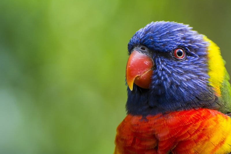 head, green, color, parrot, 1080P, blur, multicolored, beak, lorikeet, multicolored lorikeet, feathers, Bird, colorful