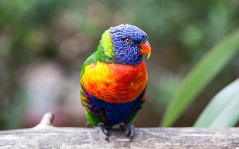 yellow, green, lorikeet, parrot, red, orange, coconut, 720P, Coconut Lorikeet, blue, feathers, beak