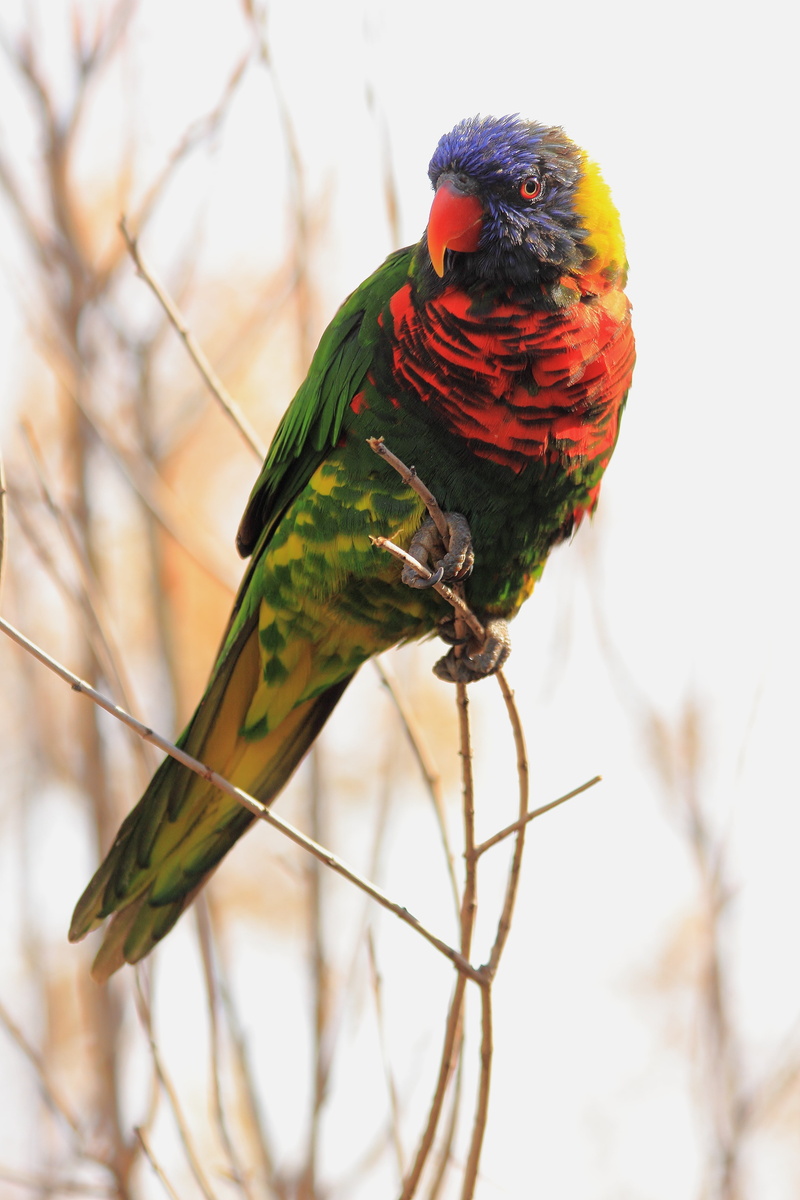 close-up, colourful, selective, multi colored, day, plant, photography, 5K, one animal, parrot, colorful, macaw, wildlife, beak, outdoors, bird, tropical