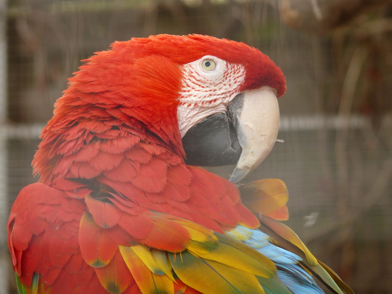 animal head, beak, close-up, psittacidae, outdoors, parrot, green macaw ...