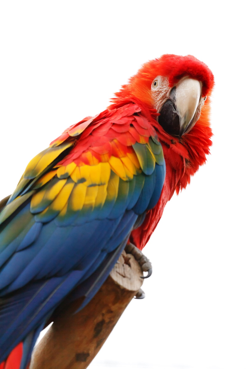 low angle view, perching, closeup, fauna, multi colored, clear sky, isolated, tropical, red, vertebrate, one animal, ara, closeup photography, animal themes