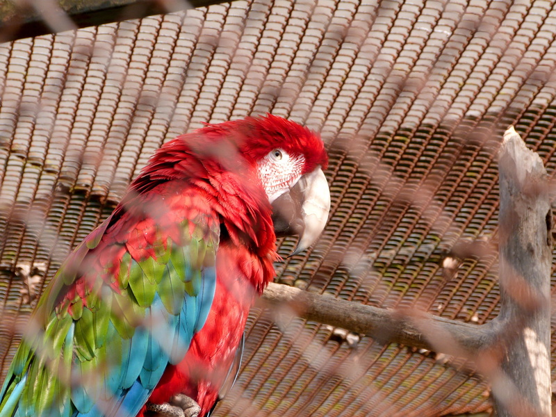 outdoors, 2K, portrait, animals in captivity, animals in the wild, cage, animal themes, no people, red, nature, blue, one animal, tropical bird, birdcage