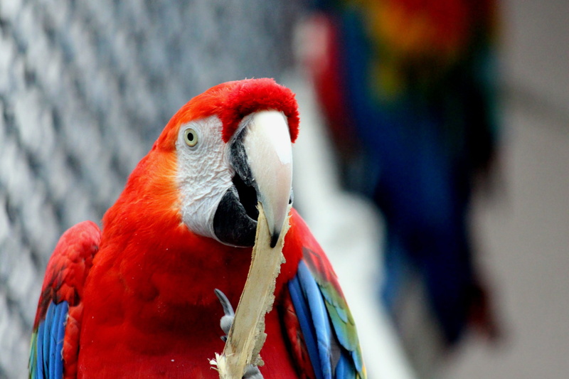 vertebrate, animal wildlife, ara macao, animals, parrot, nature, animal head, no people, day, multi colored, animal body part, scarlet macaw, 2K, one animal