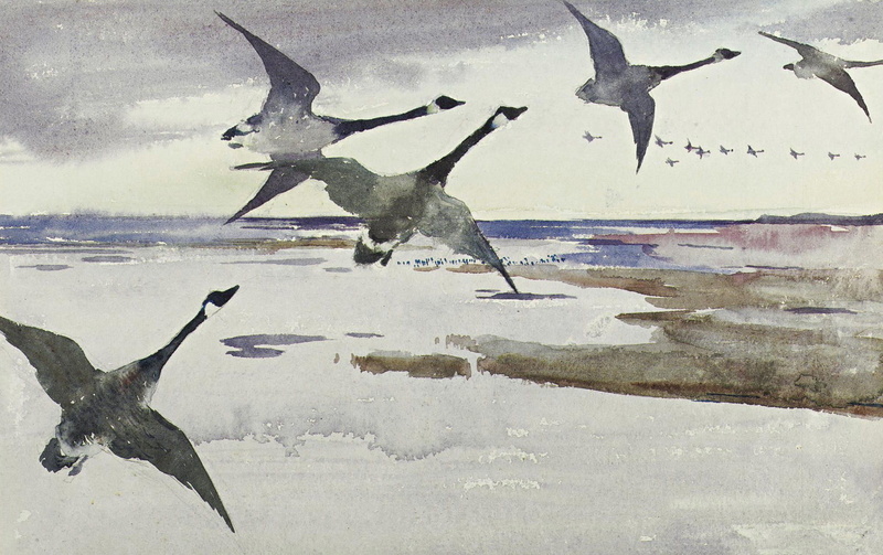 1080P, Frank Weston Benson, figure, birds, The Canada goose, watercolor
