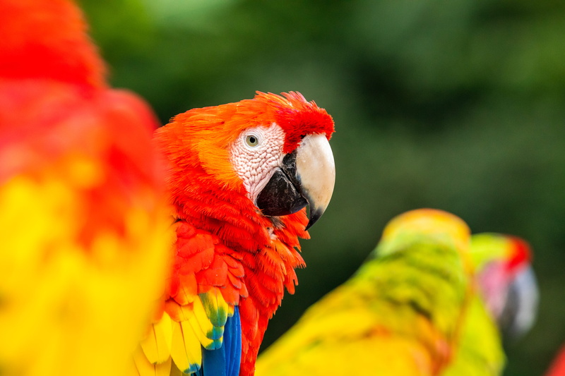 parakeet, costa rica, eating, scarlet, pet, macaw, finch, one animal, animals in the wild, animal, fowl, multi colored, red, parrot, beak, animal head
