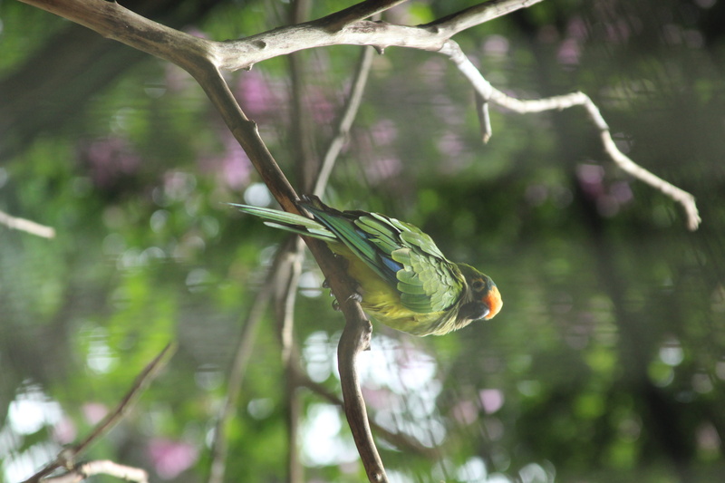 jay, animals in the wild, water, bluebird, outdoors, plant, lake, parrot, nurture, vertebrate, yellow, beauty in nature, animal, parakeet, macaw, focus on foreground