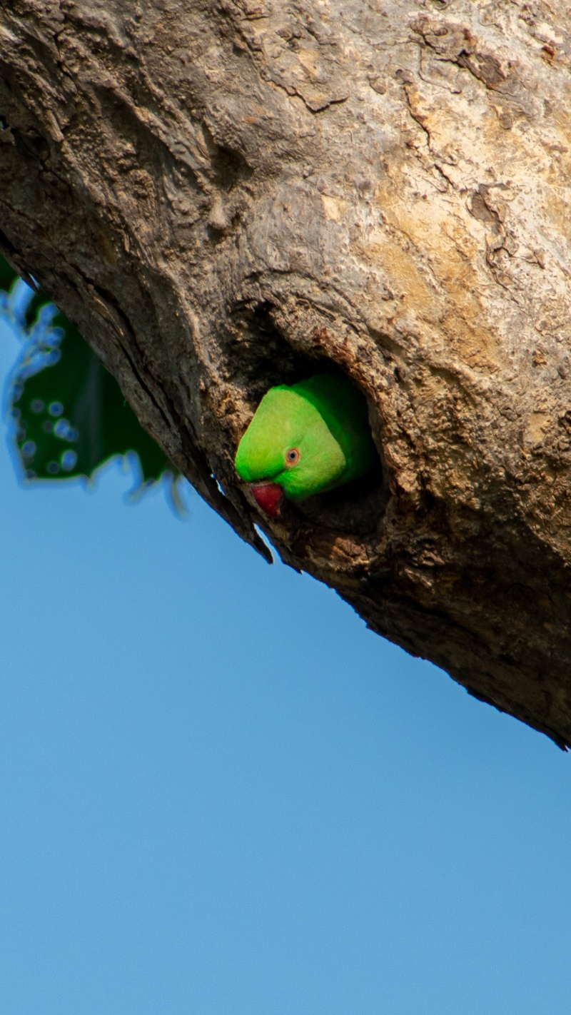 one animal, nest, rainbow lorikeet, bird, cat, vertebrate, animal wildlife, animal, animals in the wild, 4K, hole, parakeet, finch, figurine, no people