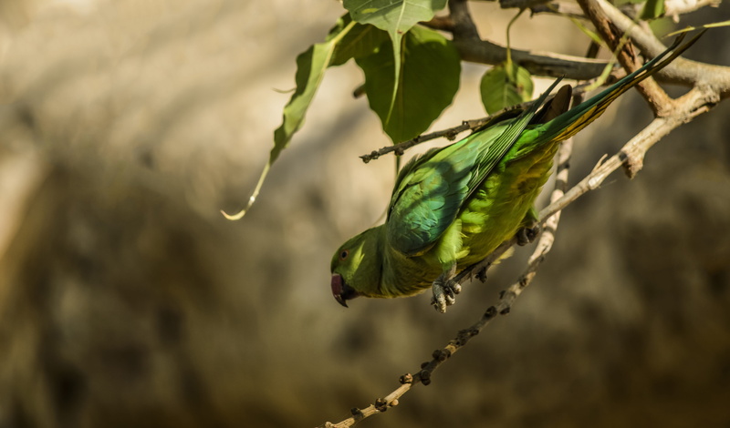 bird, plant, day, stem, parrot, animal, cockatoo, parakeet, one animal, finch, jay, head, macaw, outdoors, eating, no people, flower, perching, acanthaceae