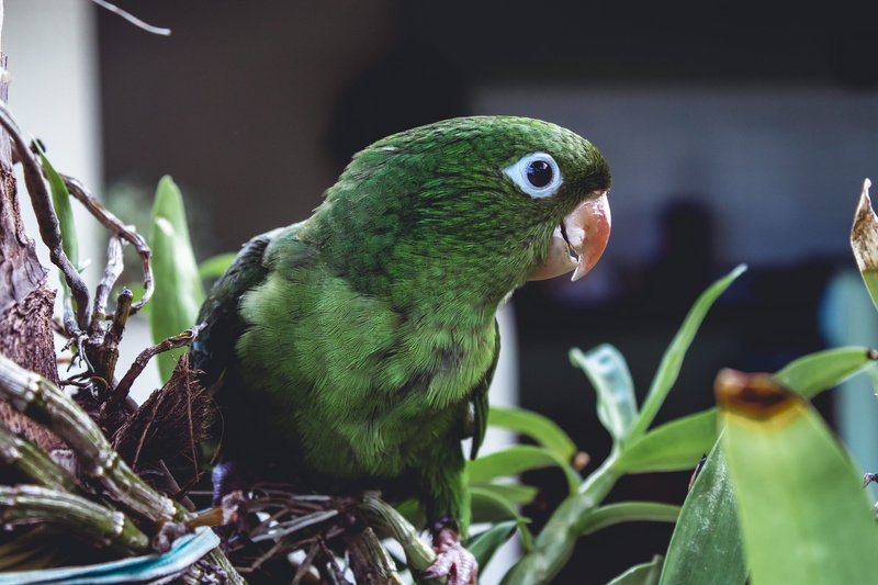 nature, 5K, focus on foreground, plant, nest, vertebrate, r. joão adamson, bird, outdoors, jardim fadel, eating, animal themes, green color, food, finch