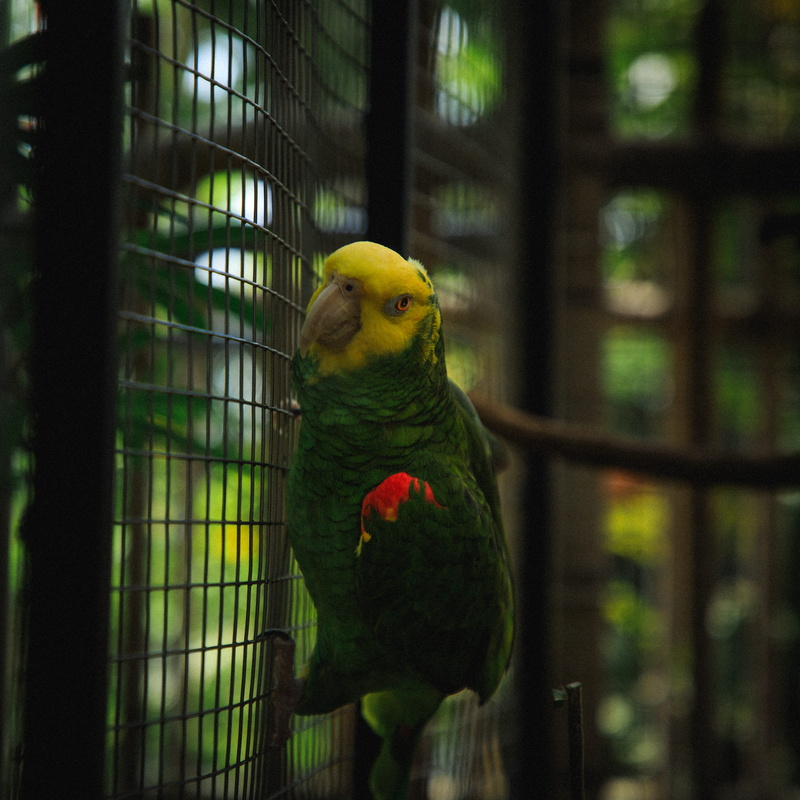 macaw, flower, one animal, rainbow lorikeet, no people, animal themes, birdcage, multi colored, finch, animal, 4K, perching, outside, head, day, bird