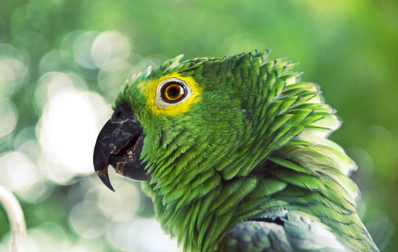 closeup, pet, one animal, land, parrot, beak, close-up, cockatoo, focus on foreground, animals in the wild, food, photo, animal body part, bird, no people