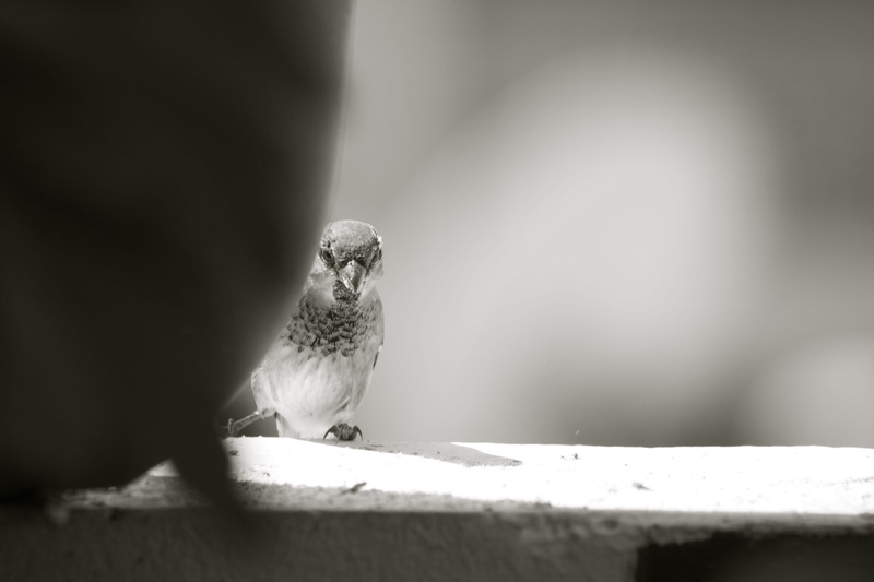 agelaius, cockatoo, focus on foreground, african grey parrot, parakeet, macaw, nature, sparrow, one animal, flying, bird, outdoors, copy space, anthus