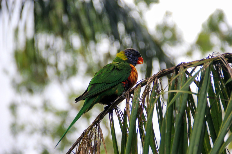 head, cockatoo, beauty in nature, perching, wildlife, tree, animals in the wild, no people, parakeet, green color, outdoors, bluebird, blackbird, day, yellow