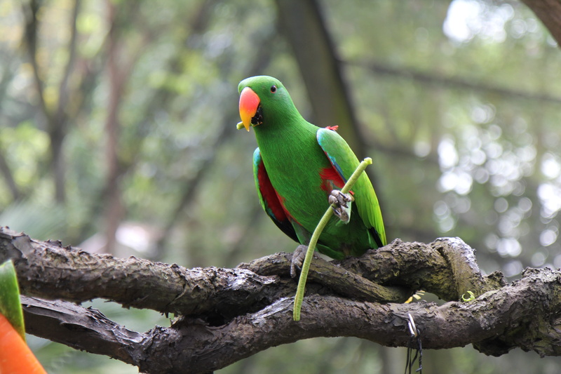 food, cockatoo, no people, green color, tree, outdoors, jay, rainbow lorikeet, parakeet, singapore, branch, zoo, vertebrate, macaw, perching, birds, singapore zoo