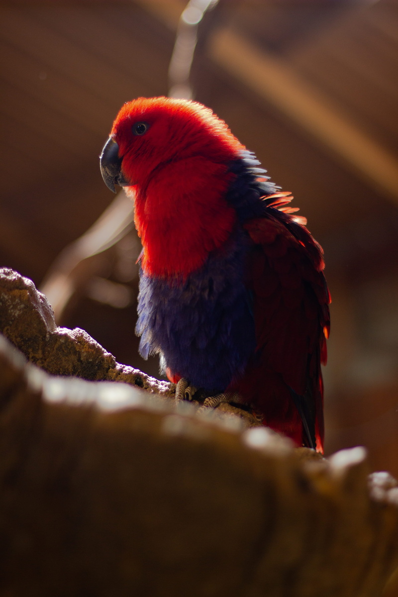 perching, bird, agelaius, animals in the wild, head, selective focus, animal wildlife, cardinal, no people, food, chicken, pet, beak, outdoors, animal