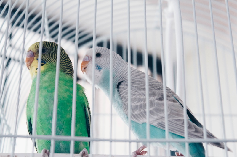 bird, fowl, two animals, animals in the wild, pheasant, animal wildlife, kiwi bird, cage, low angle view, group of animals, parakeet, no people, hook, 5K