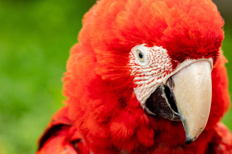 parrot, white, rust, beak, no people, focus on foreground, animal, parakeet, animal head, mammal, food, pet, duck, one animal, animal themes, red, outdoors