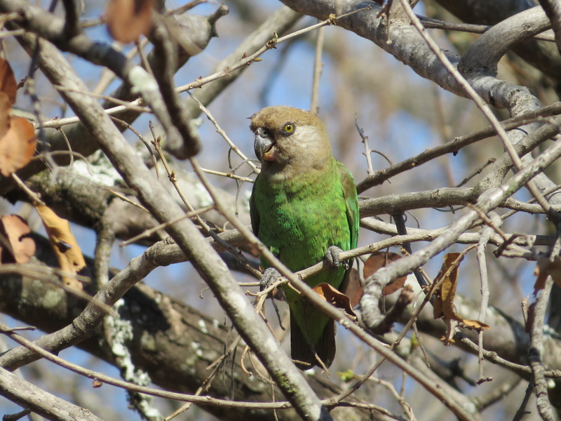 animal, nature, tree trunk, accipiter, cockatoo, animals in the wild, close-up, low angle view, kruger park, jay, finch, bird, animal themes, parakeet