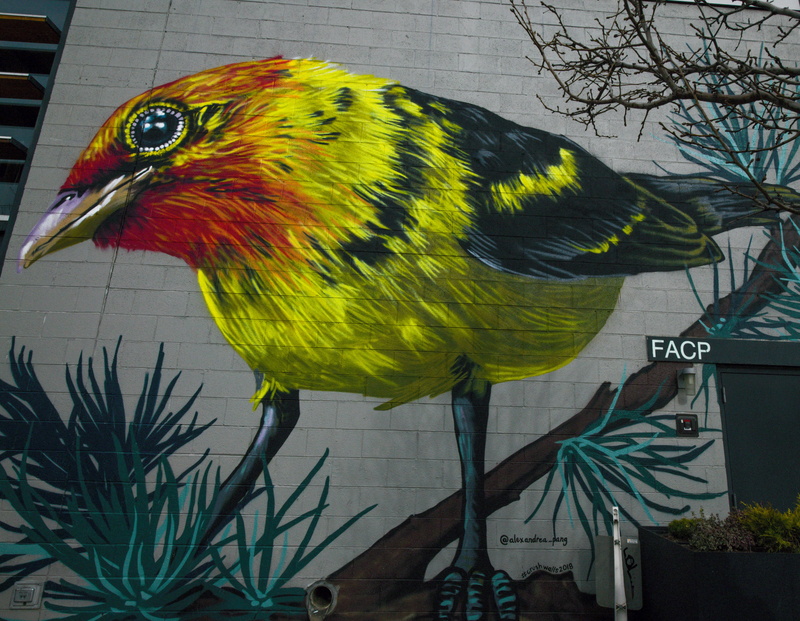 outdoors, nature, multi colored, head, animal wildlife, day, pet, wall, painting, parakeet, animal themes, mural, one animal, vertebrate, art, doodle, macaw