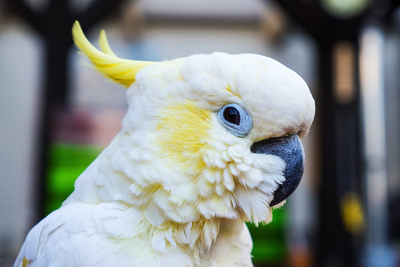 one animal, white, animal wildlife, animal head, beak, no people, domestic animals, white color, Parrot, sulphur, animal eye, day, animal, outdoors, focus on foreground