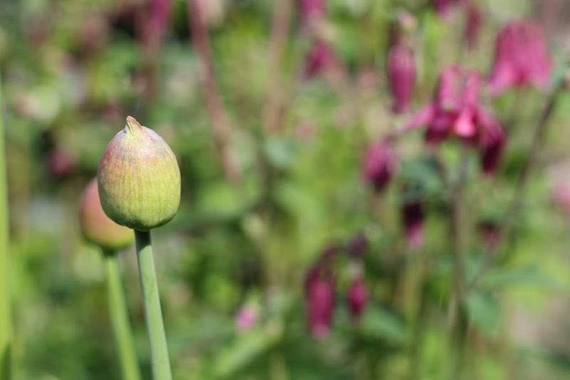 allium, flowering plant, spring flowers, food and drink, nature, floral, pink, no people, flora, food, grannies bonnet, spring, fruit, 5K, flower, green color