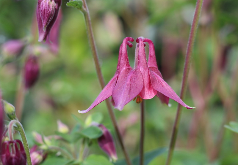 bloom, flower head, blooming, no people, plant, spring flowers, growth, pink color, outdoors, beauty in nature, fragility, may, nature, grannies bonnet